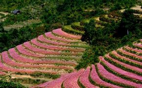 The buckwheat festival in Ha Giang