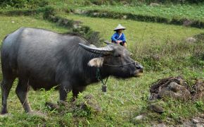 How is the weater in Ha Giang and Hoang Su Phi
