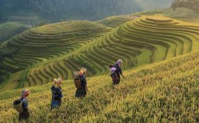 Rice terraces in Hoang Su Phi - The North Loop (1st chapter)