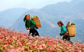 Sung La valley - the best destination in Ha Giang